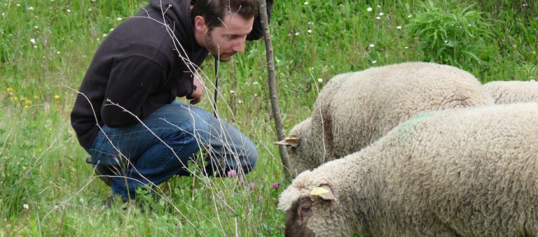 Des moutons dans Lyon ou comment « ramener un peu de campagne au bas des immeubles »