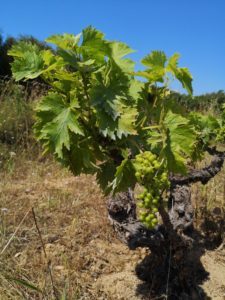 Photo prise à 11h38 le 28 juin, dans les vignes des Clos de Miège. Il fait déjà plus de 35°, mais la végétation est encore verte. ©Florence Monferran