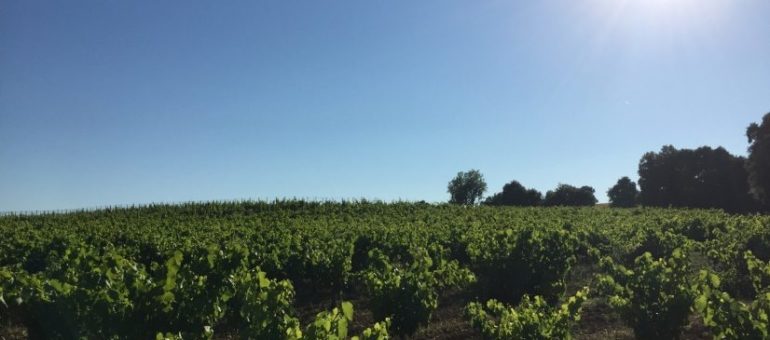 Vigneronne et témoin du changement climatique : « des vignes brûlées, grillées » dans le Sud de la France