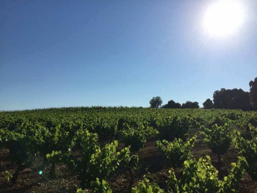Vigneronne et témoin du changement climatique : « des vignes brûlées, grillées » dans le Sud de la France