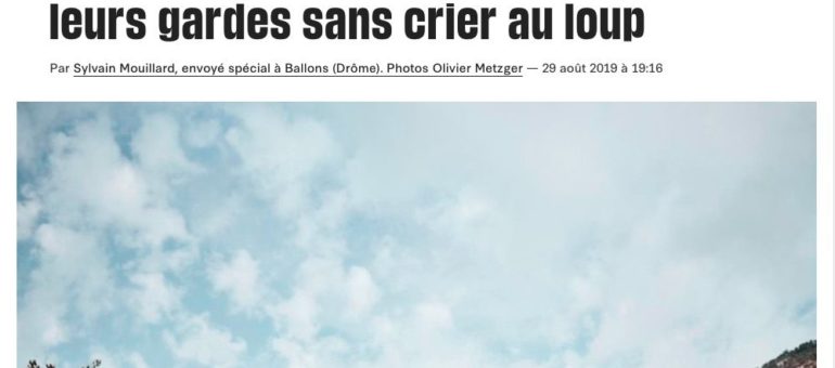 Drôme : des bénévoles pour surveiller les troupeaux contre le loup et reposer les éleveurs