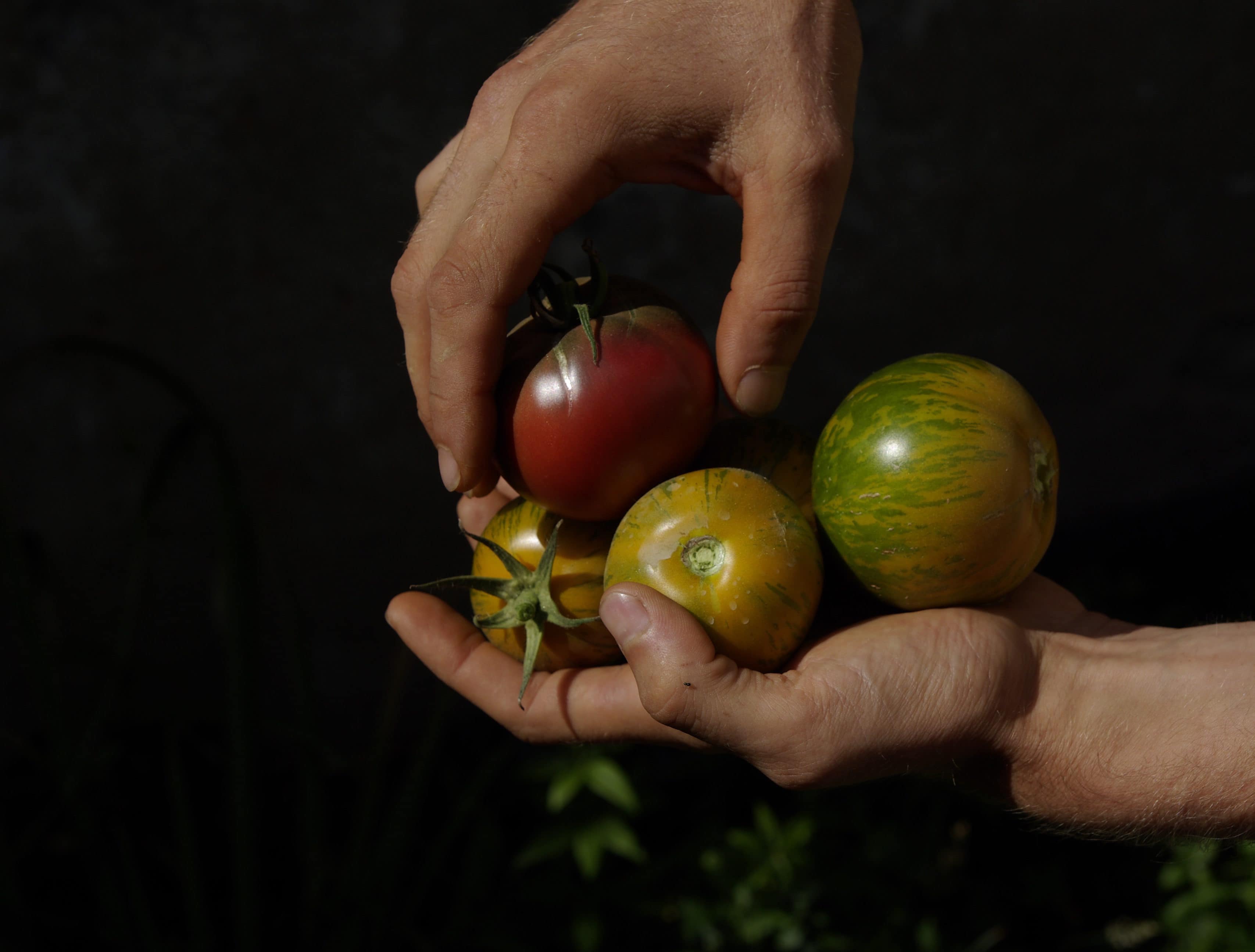 Tomates de variétés non hybrides et résistantes