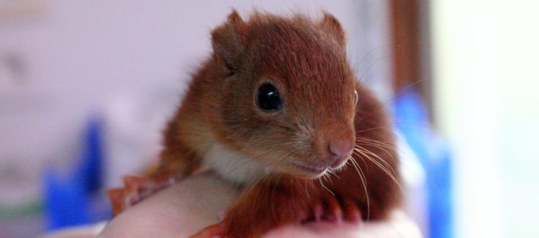 L’Hirondelle, seul centre de sauvegarde des animaux sauvages de la région menacé de fermeture
