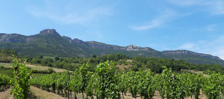Clairette de Die : la bataille du bio