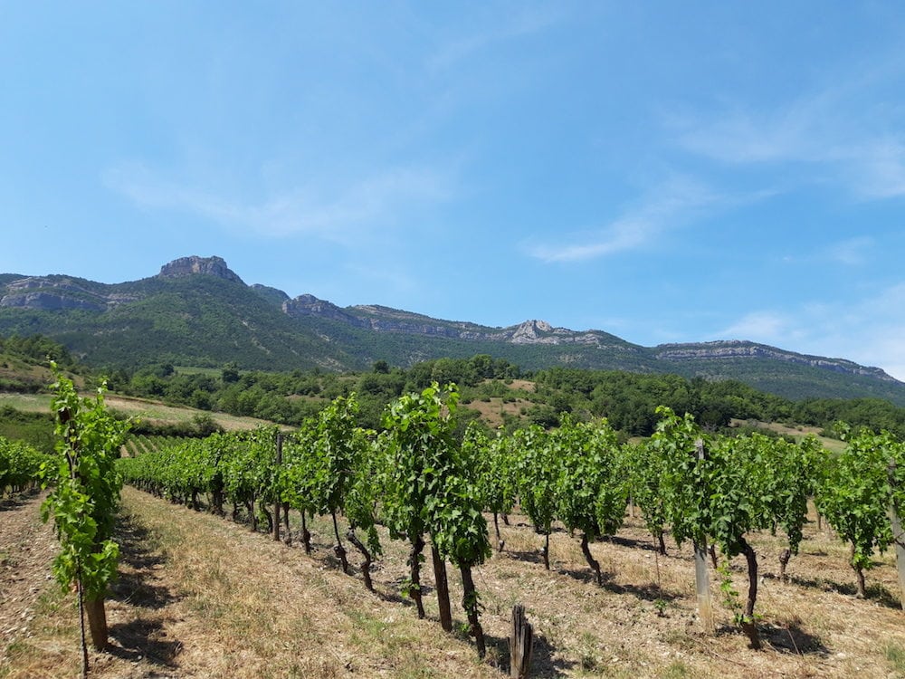 Vignes sur la commune de Vercheny. ©LB/Rue89Lyon