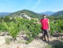 Thomas Achard au milieu de ses vignes - Clairette de Die.
