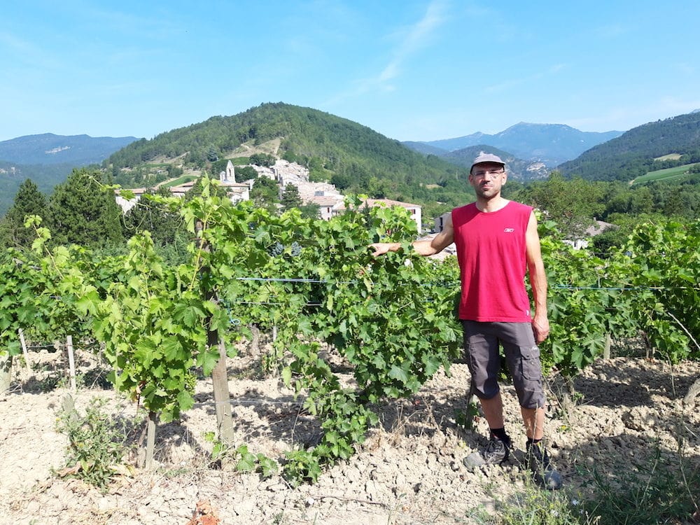 Thomas Achard au milieu de ses vignes - Clairette de Die.