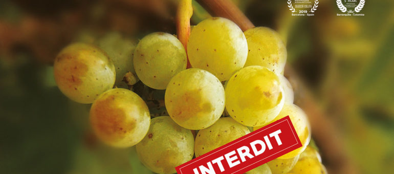 « Vitis prohibita » : ciné-rencontre autour de la folle histoire des cépages interdits