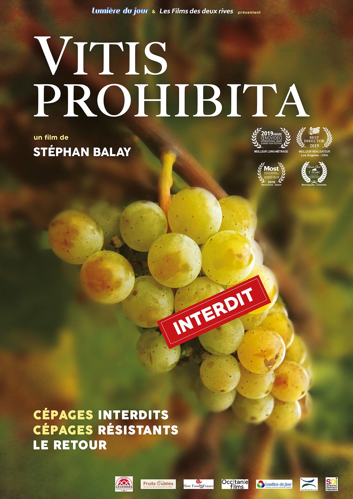 « Vitis prohibita » : ciné-rencontre autour de la folle histoire des cépages interdits