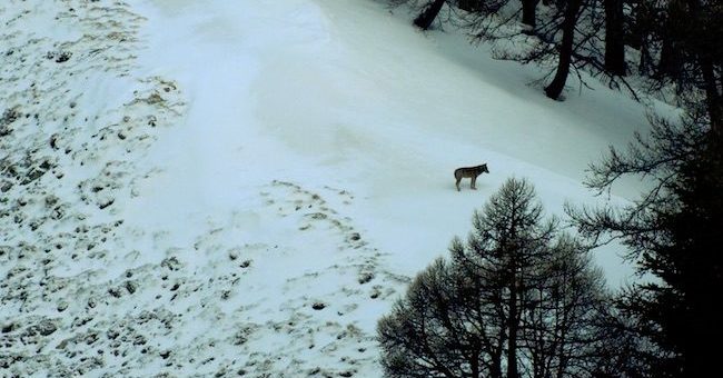 Un film en faveur des loups ? Laurent Wauquiez refuse d’afficher le moindre soutien