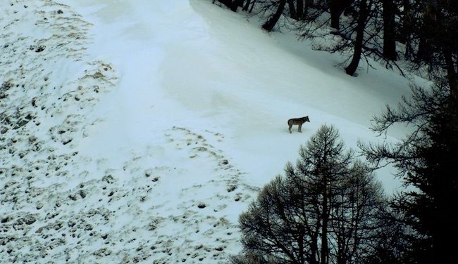 Un film en faveur des loups ? Laurent Wauquiez refuse d’afficher le moindre soutien