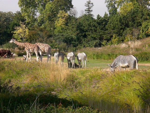 Au zoo du Parc de la Tête d'Or à Lyon. DR