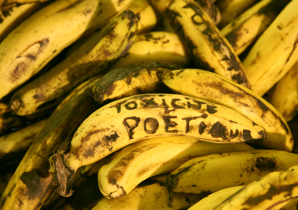 Jean-François Boclé, The Tears of Bananaman, 2009-2012, installation, container de marchandise, écrits de l'artiste scarifiés sur les bananes, socle en bois (330x130x25cm), diaporama vidéo, Périféeriques 3, Place Toussaint Louverture, Jacmel, Haïti, 2013 ©Jean-François Boclé /Adagp.