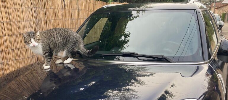 Les chats pullulent à Lyon : quelle cohabitation possible ?