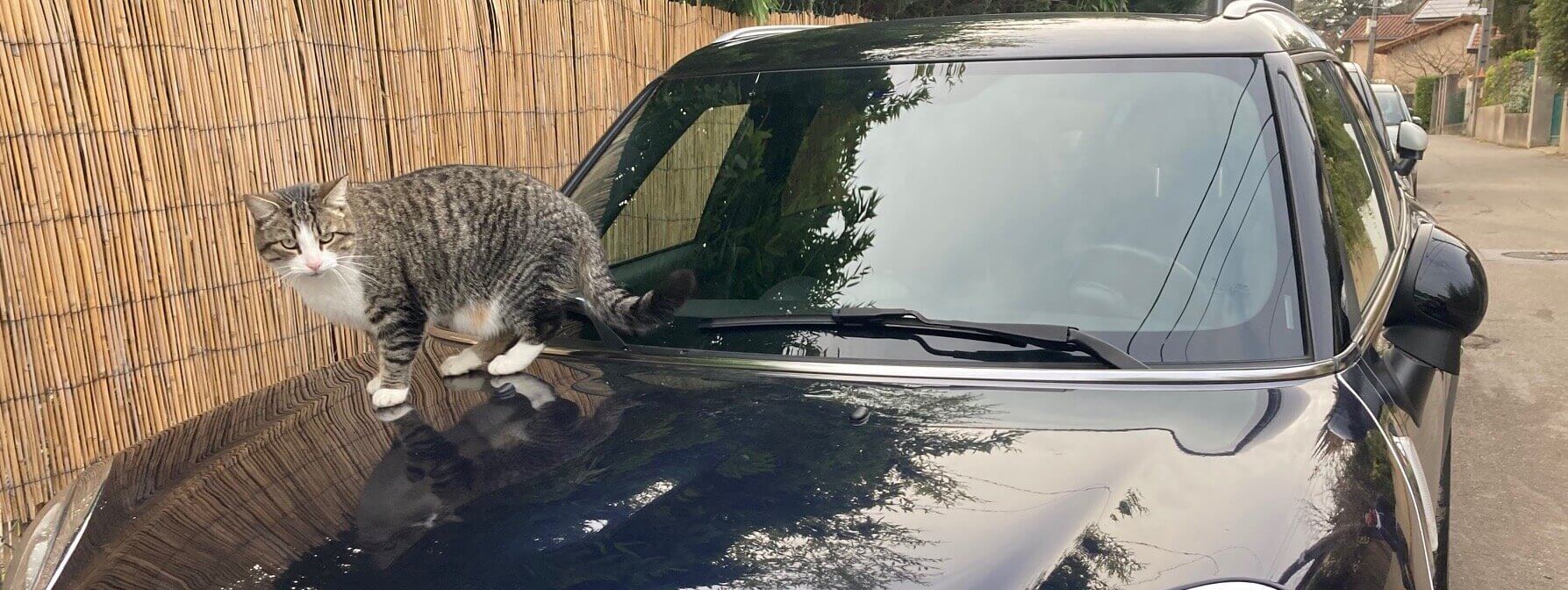 Un chat sur une voiture dans la banlieue de Lyon, décembre 2020. ©Rue89Lyon