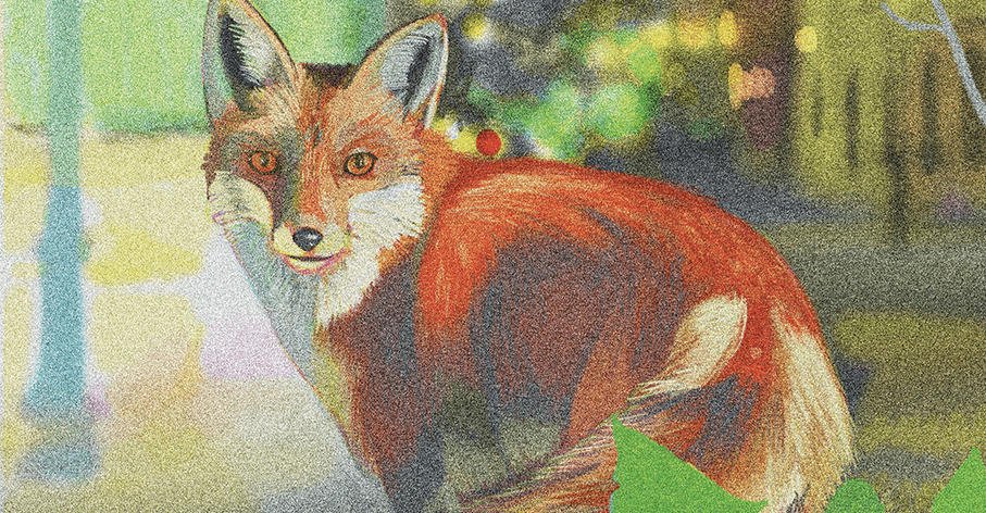 Illustration, Renard. ©Sophie Fernandez