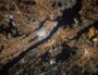 Vue satellite de New-York