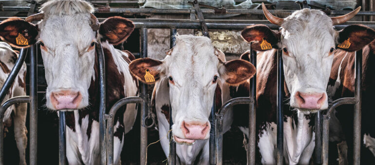 Une fromagerie coopérative à moins d’une heure de Lyon