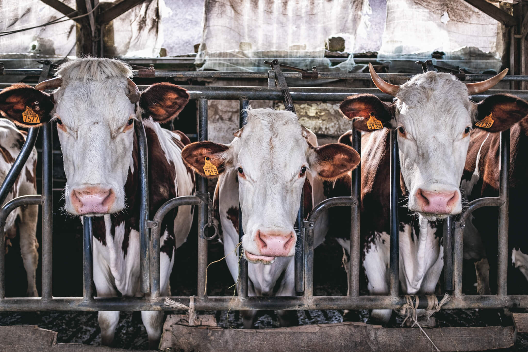 Les vaches de la ferme du Val Fleury (Chazelles-sur-Lyon) ©Moran Kerinec