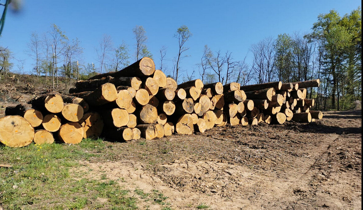 bois coupé chenes centenaires lissieu