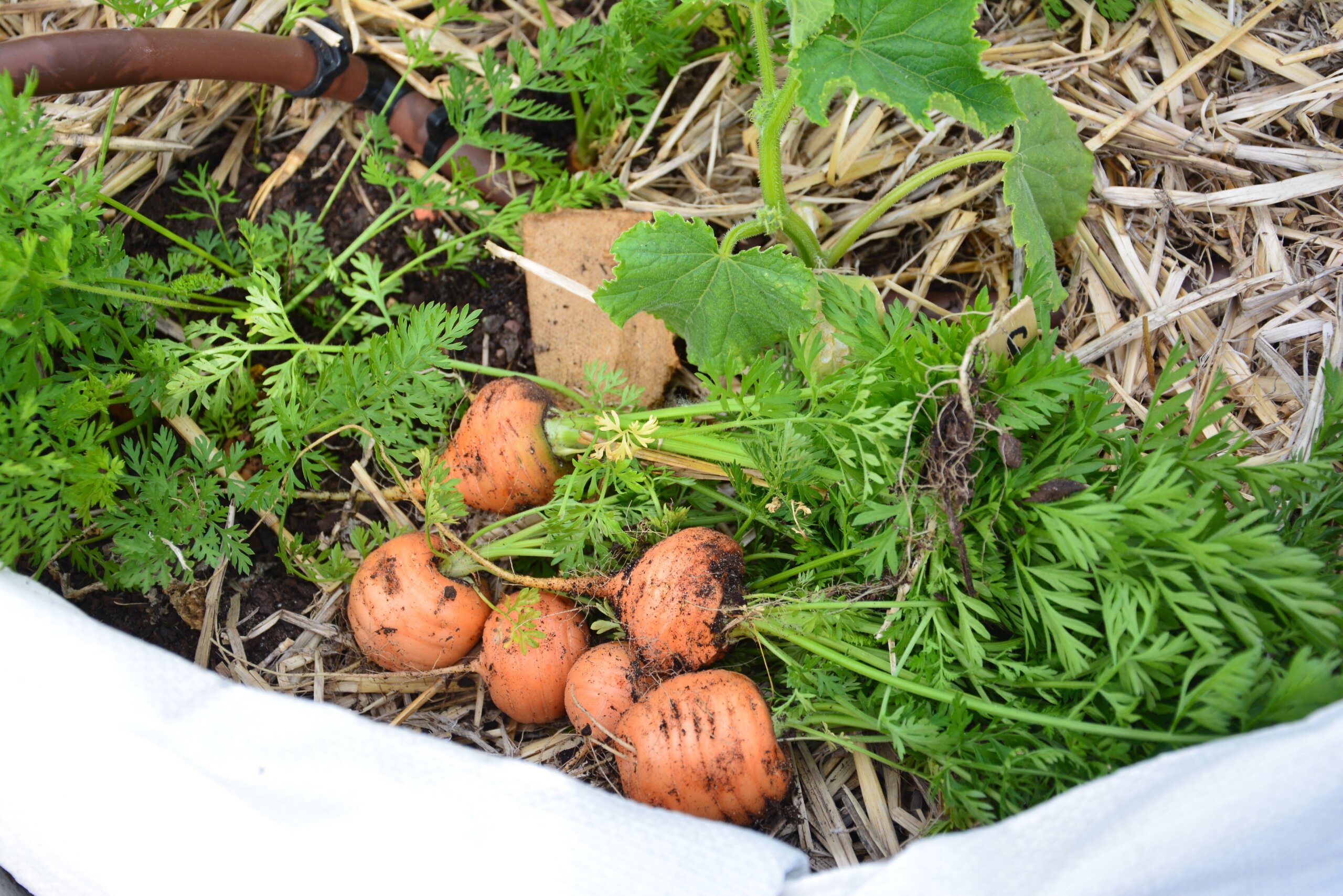 Des variétés de carottes diverses à Gerland