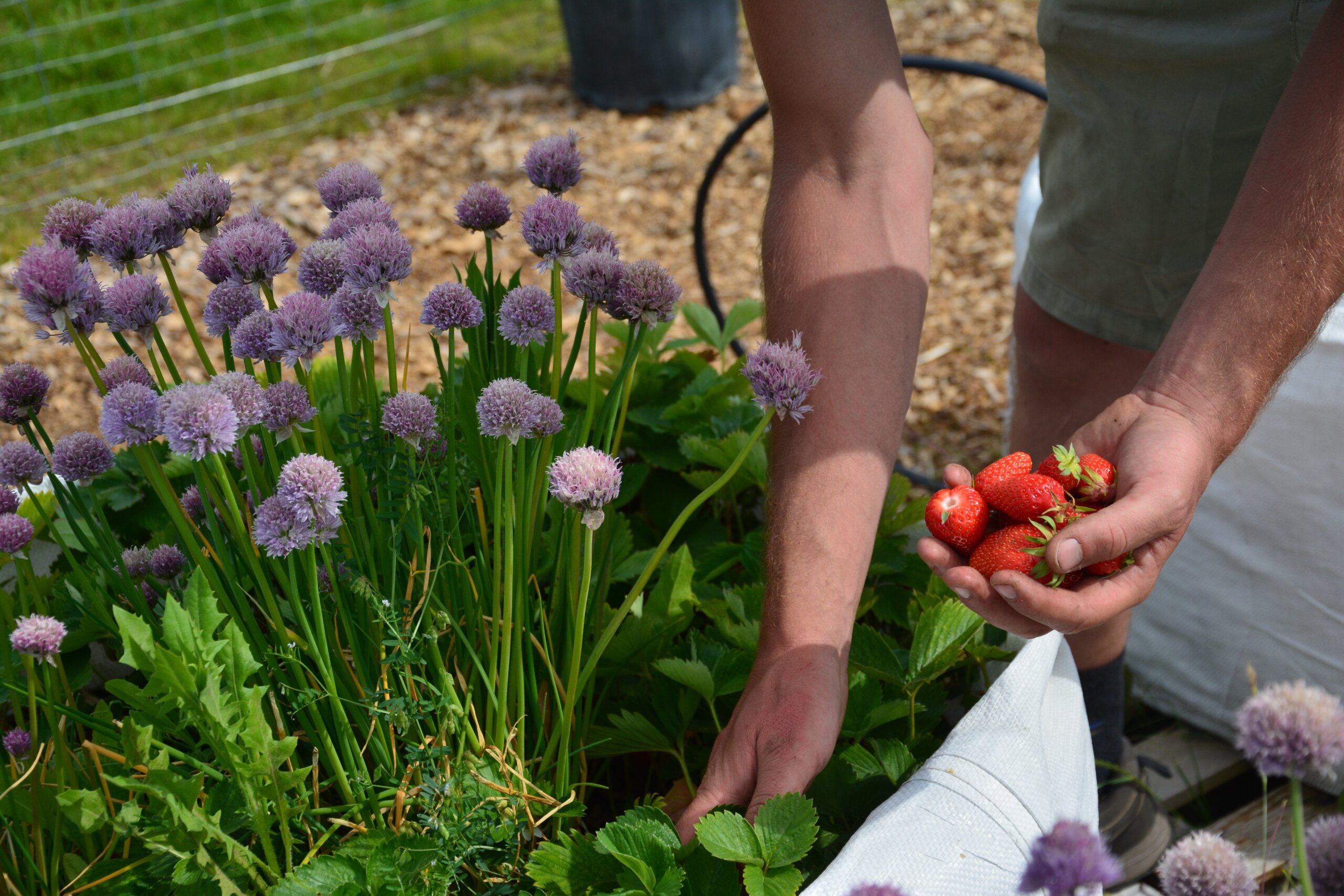 Fraises et ciboulettes ferme urbaine de Lyon Gerland