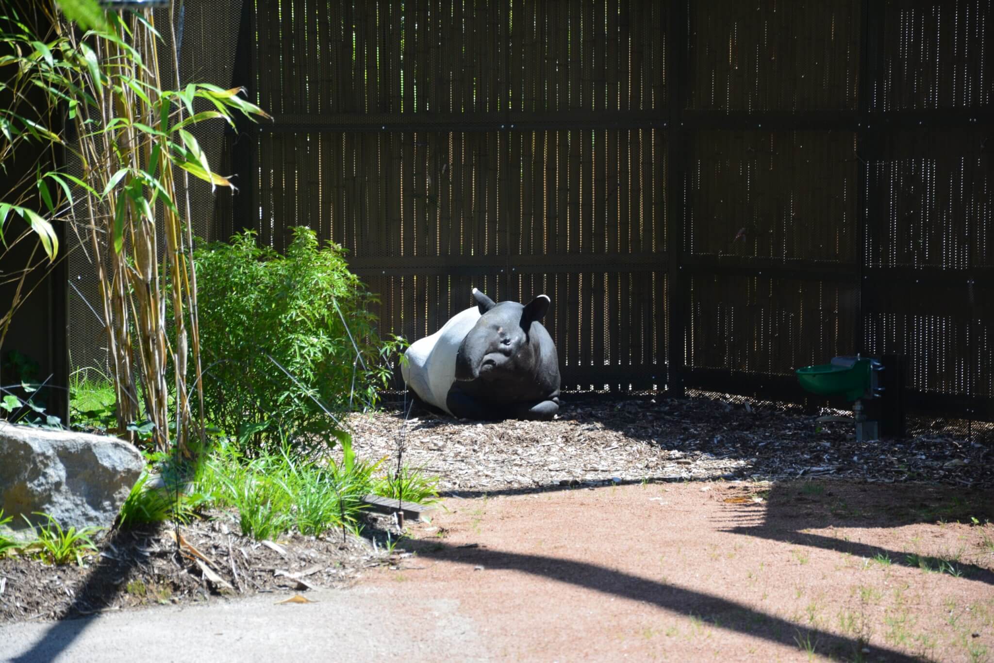 Un tapir malais du parc de la tête d'or