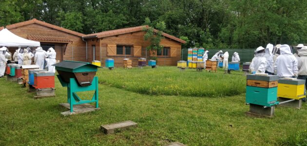 À Lyon, « les abeilles sont décimées »