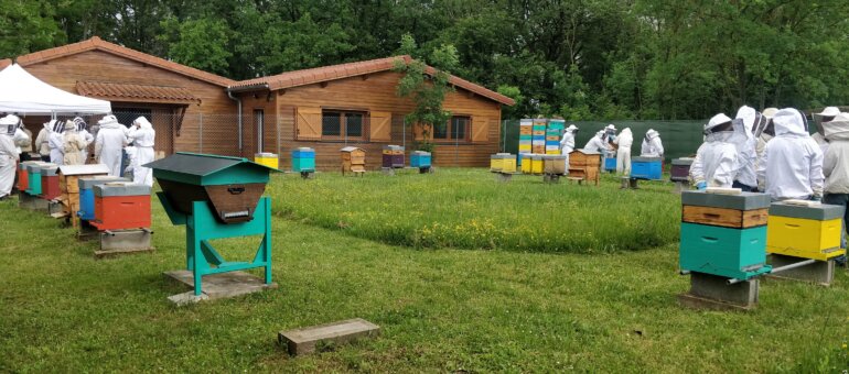 À Lyon, « les abeilles sont décimées »