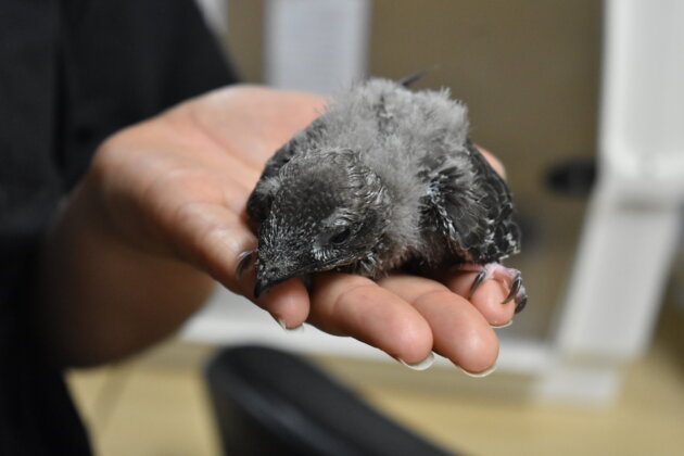 Un très jeune martinet noir tombé du nid et recueilli à l'Hirondelle ©LS/Rue89Lyon