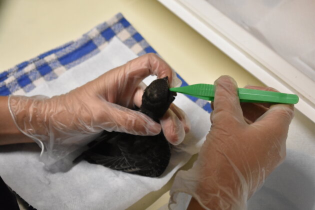 Le nourrissage d'un jeune martinet noir tombé du nid et recueilli à l'Hirondelle ©LS/Rue89Lyon
