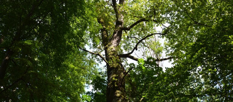 Rhône : des chasseurs tout-puissants pour décider des dates d’ouverture ?