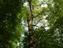La forêt de Francheville