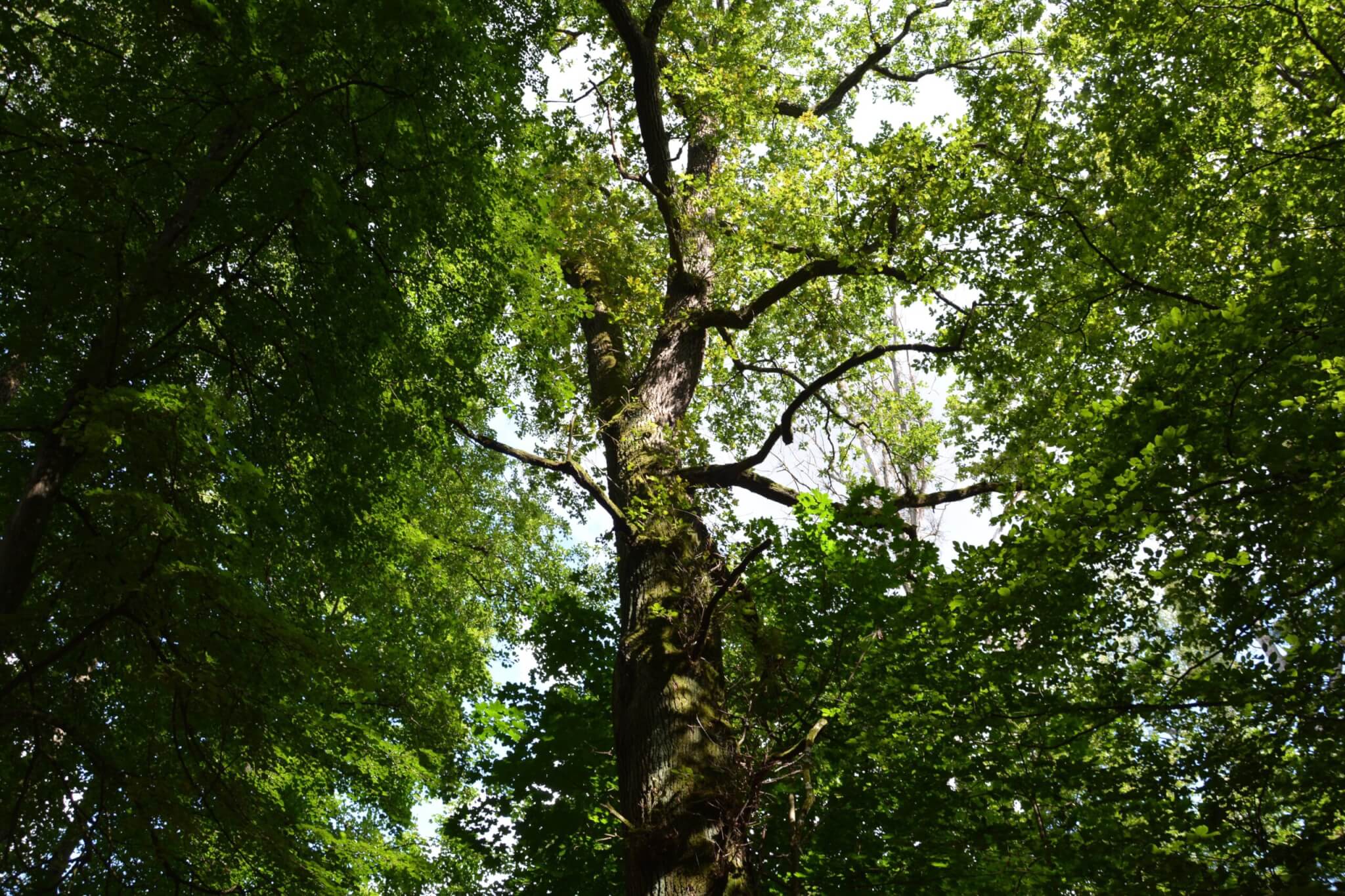 La forêt de Francheville