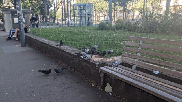 Des pigeons qui picorent sur la place Jean Macé ©LS/Rue89Lyon