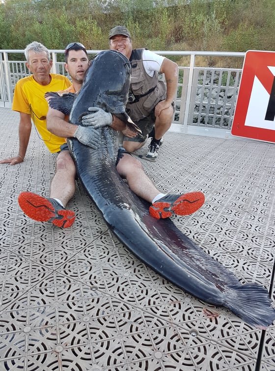 Une belle pêche au silure près de Lyon /Photo (et à gauche du pêcheur) : JC Tanzilli