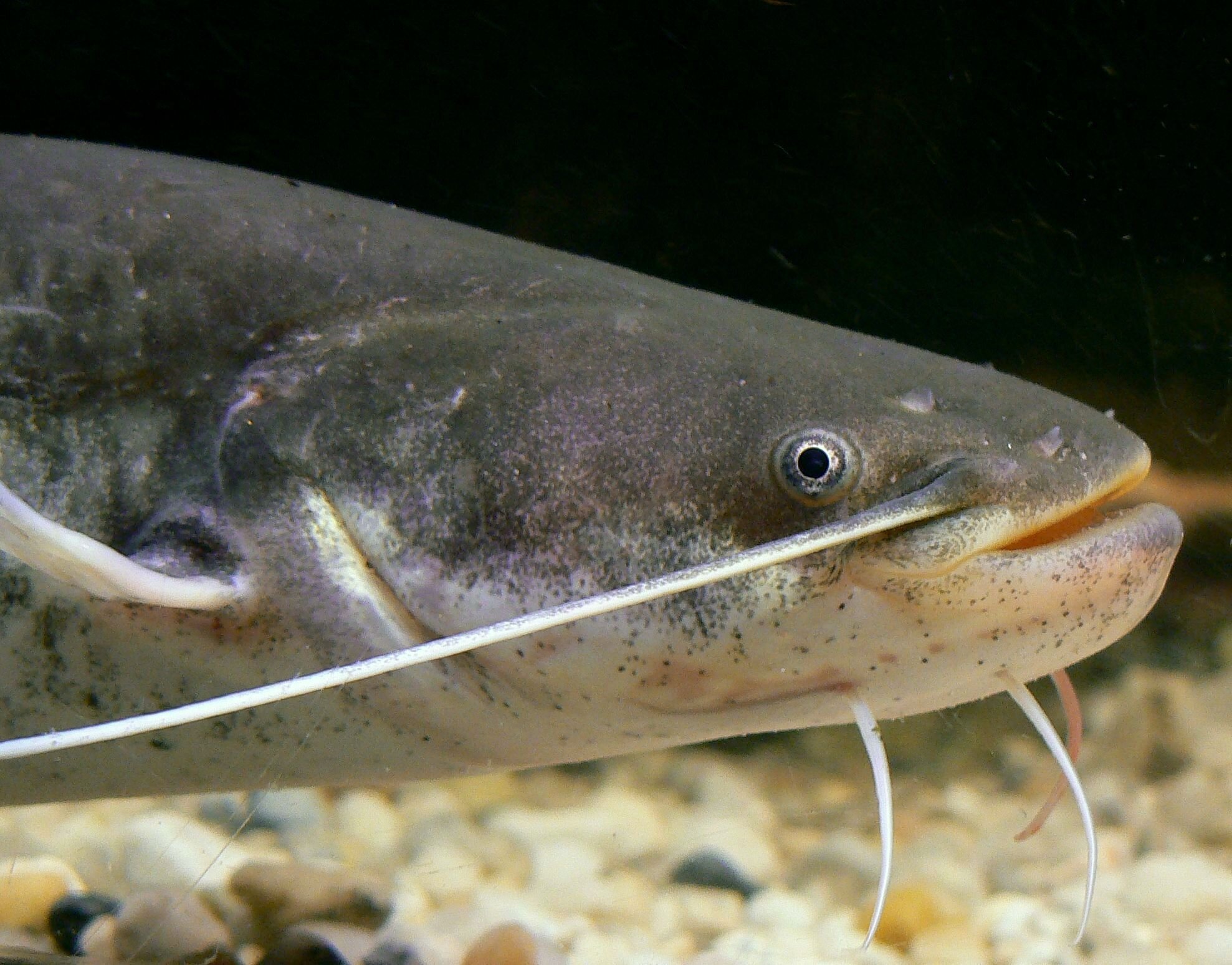 Un bébé silure Photo : Fédération de Pêche du Rhône