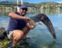 Un beau silure pêché par Yoan Job près de Lyon. Photo : Yoan Job