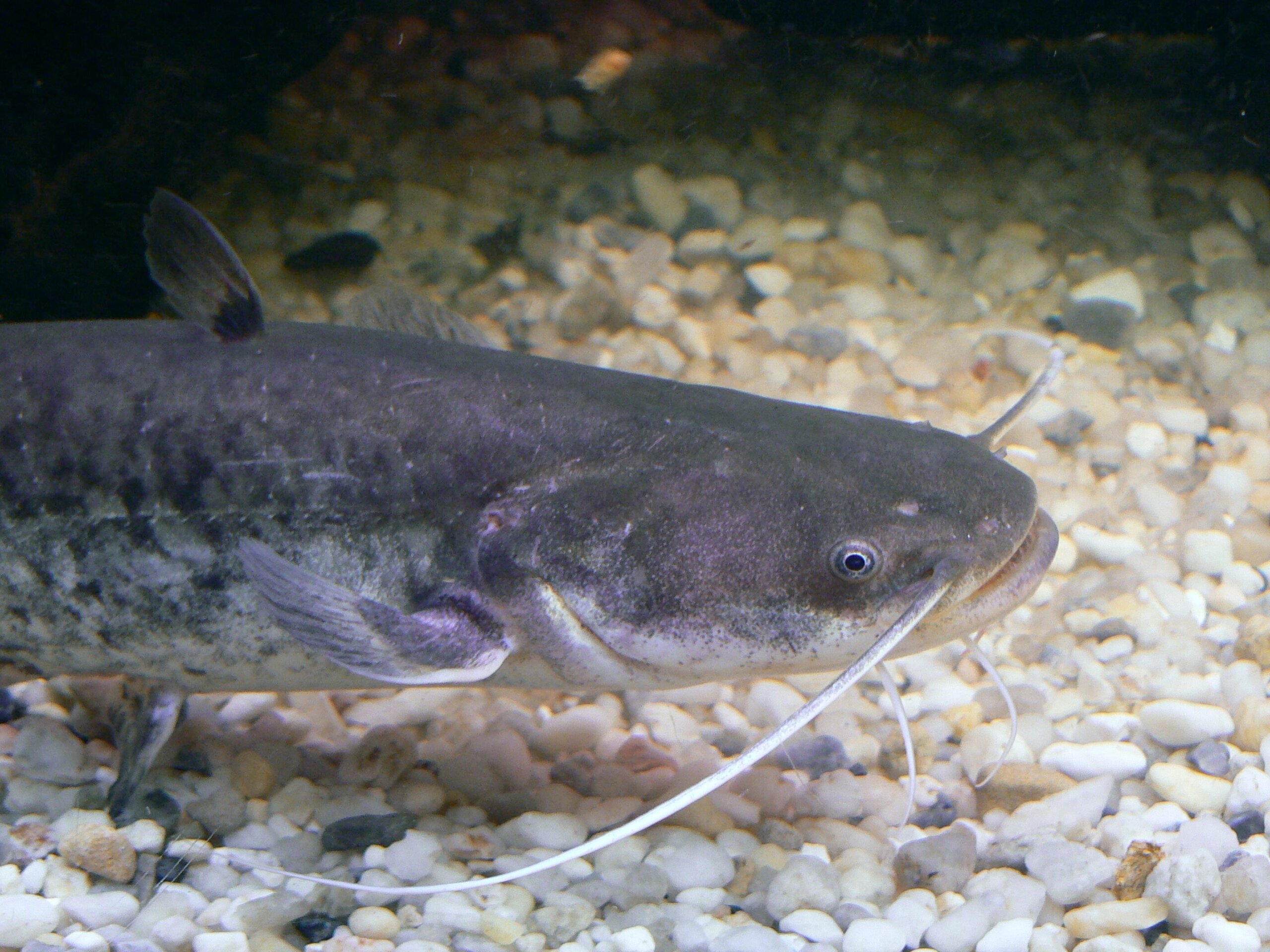 Un bébé silure Photo : Fédération de Pêche du Rhône