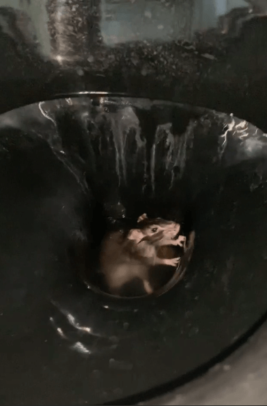 rat toilettes Lyon