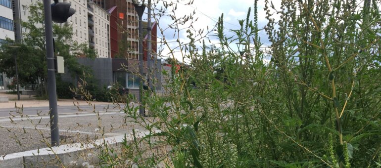 Lyon et sa région : le territoire le plus infesté par l’ambroisie