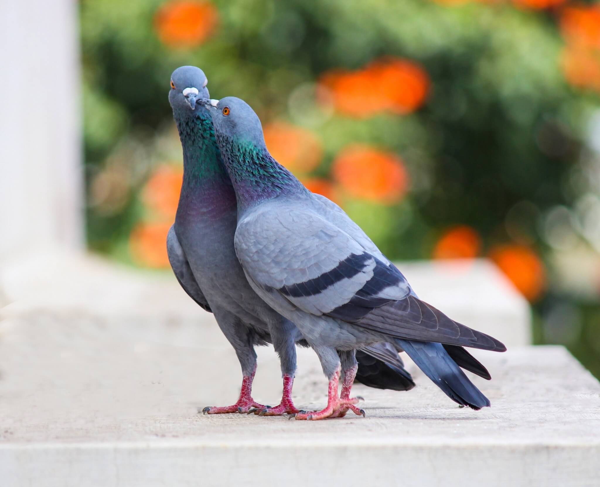 pigeons lyon