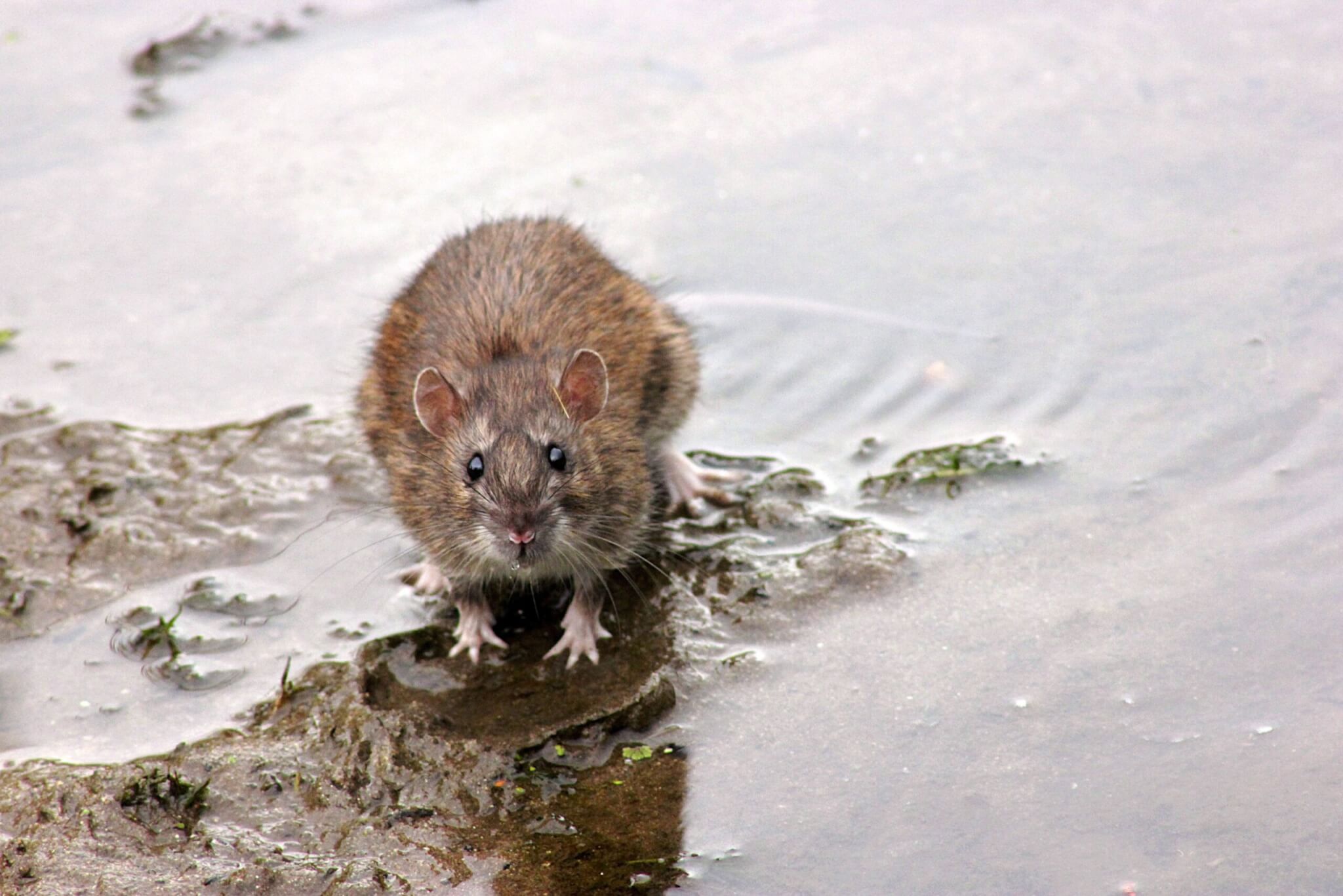 photo de PETIT LOIR PRIS DANS UN PIEGE A RONGEUR