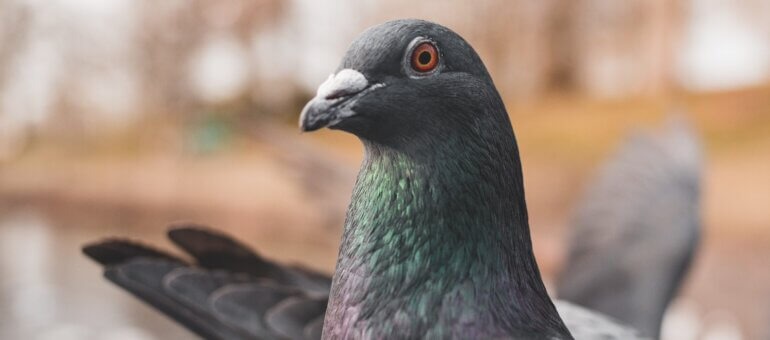 Les pigeons à Lyon : « artificiels et inutiles pour la biodiversité »