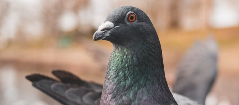 Les pigeons à Lyon : « artificiels et inutiles pour la biodiversité »