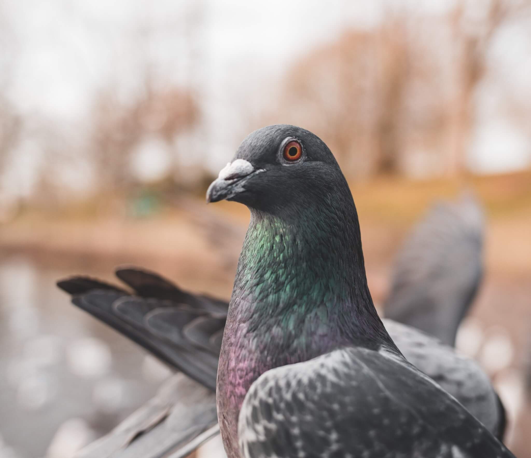 Les pigeons à Lyon : « artificiels et inutiles pour la biodiversité »