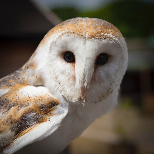 Une chouette effraie. Photo de mark broadhurst provenant de Pexels
