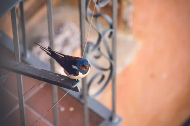 Une hirondelle. Photo de Philip Ackermann provenant de Pexels