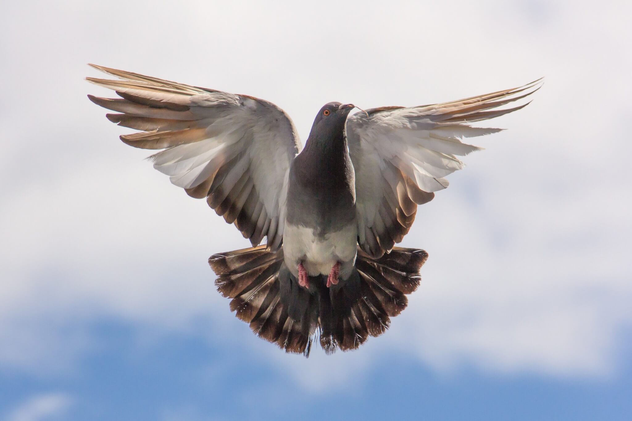 Pigeons lyon