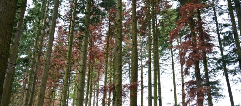 Climat à Courzieu : quand les forêts de l’ouest de Lyon voient rouge